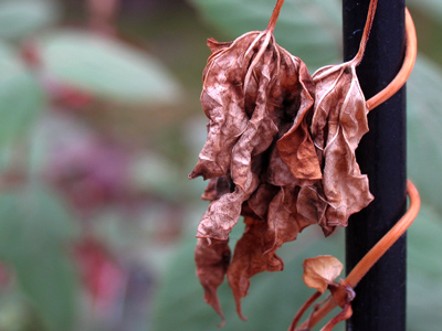 Shrivelled like my toes in the bathtub.