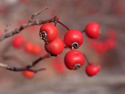 The birds are ignoring these now, but when winter comes they`ll fight for them.