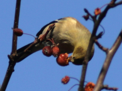One berry will probably fill its stomach.