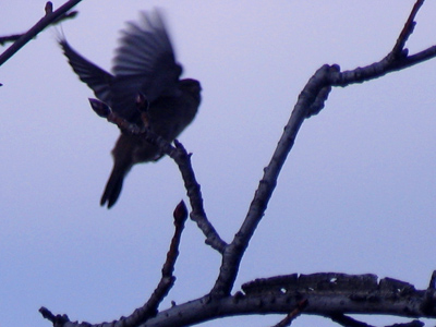 The Martian landscape of dinner.