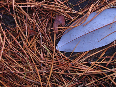 I spent this afternoon at the pool.