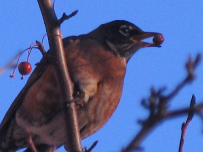 Voila da gamba, or `viol of the leg.`