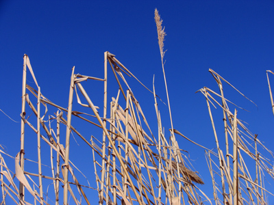 Not the blinds again!