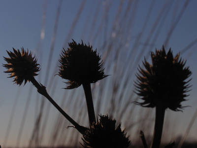 The sun also ariseth, and the sun goeth down, and hasteth to his place where he arose. ECCLESIASTES 1:5