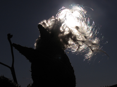 Stuff with snow on it, part 2.