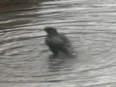 Never made it outside the house today.  This is through the window during the day.