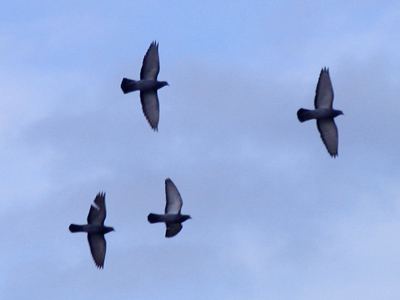 Constantly circling over the river.