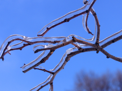 Not surprisingly, there were broken branches everywhere.