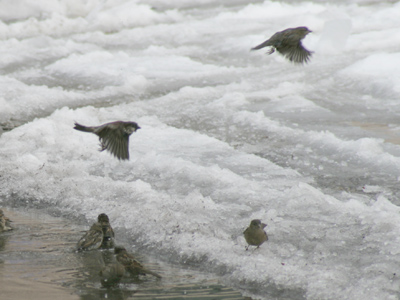 It`s not too late to fly south.