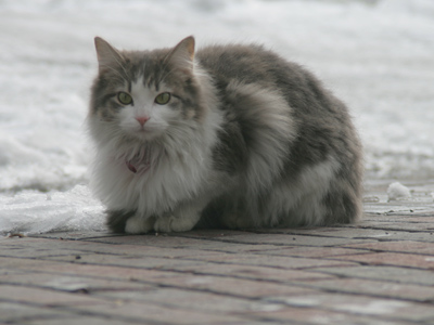 It came down from the roof (see January 16, 2008).