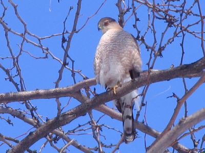 If it moves, it`s lunch.