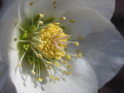 More flowers in the snow.  You just have to know where to look.
