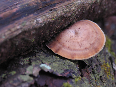 Fungus:  a sign of spring?