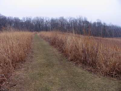 Stopping by woods on a chilly afternoon.