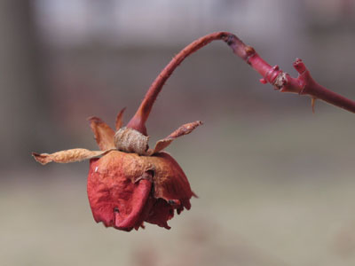 Last year`s model, soon to be replaced by rows and rows of roses.