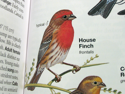 Thanks to my new National Geographic field guide, I know what kind of bird I photographed yesterday.