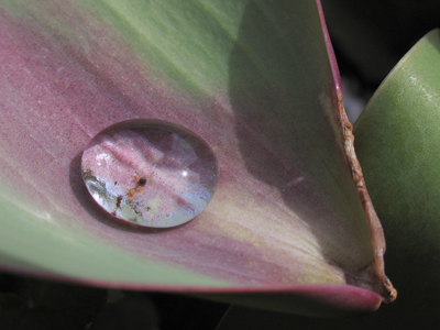 The world`s biggest dewdrop had not evaporated by 1:30 in the afternoon.