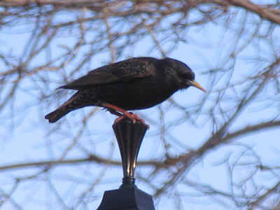 Sports marketing people seem to think that baseball by itself isn`t enough to hold our attention, so between innings they give us dancing bananas and baby races.