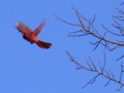 The umpire said he was safe.