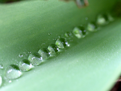 These are already past their prime.  Where did spring go?