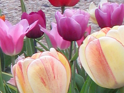 How some students spent the last day of classes.