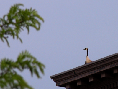 Someone should be deported back to Canada.