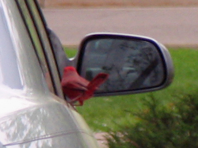 Another dumb cardinal fighting with itself in a mirror (see February 18, 2005).  How did he even notice the reflection?  How did I even notice him?