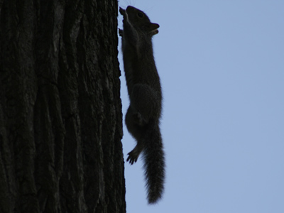 Homage to Eadweard Muybridge.