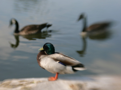 I take a lot of pictures of birds, don`t I?