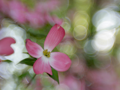 It`s a dogwood - I can tell by the bark.