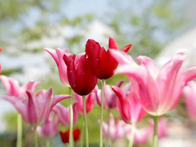 Underneath the tulips.