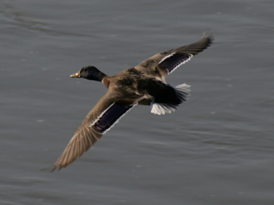 I want to fly like a duck to the sea.  Fly like a duck, let my spirit carry me.