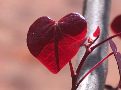 I wear my heart on my tree.