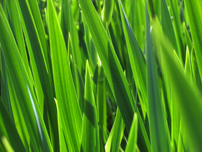 What the chipmunk saw.