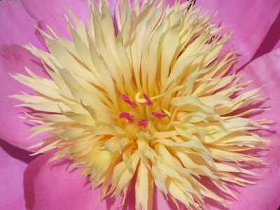 Someone once said, `Flowers are like fireworks in slow motion.`  Oh yeah, that was me.