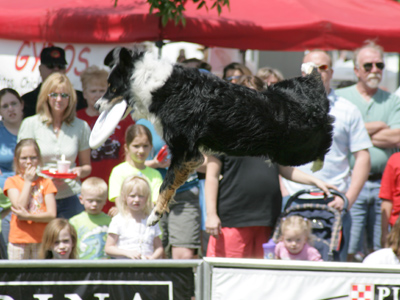 The dog who fell to earth.