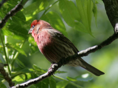 Today I begin my fifth year of taking five photos per day.