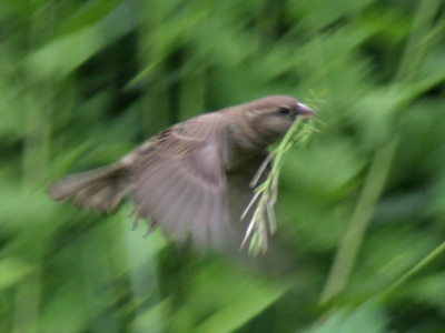 Nest building season.
