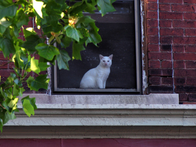 Fortunately I noticed it in time, or else it would have leapt upon me with thrashing claws.