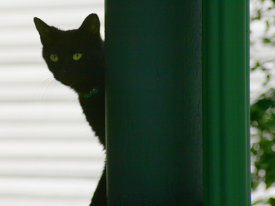 Can`t stand them myself, but they look good in photos.