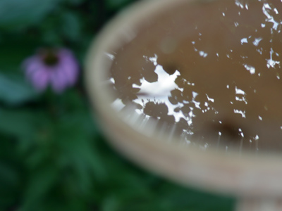 The birds must have already bathed.