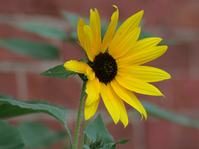 A knee-high sunflower.