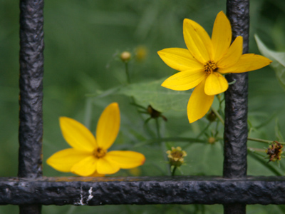 Iron bars can`t hold them.