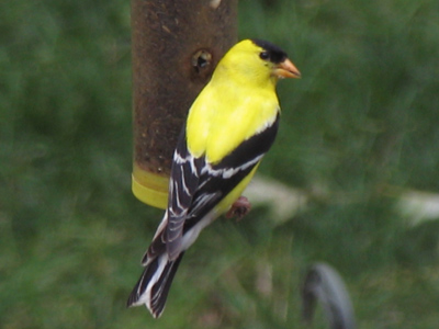 Several sparrows shared the bird feeder peacefully, but when a goldfinch arrived nobody else was welcome.