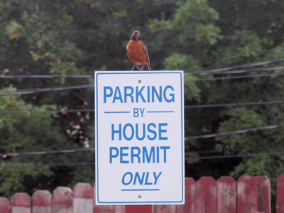 I seem to be forgetting my `fewer bird photos` promise.