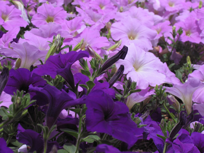 What the bumblebee saw.