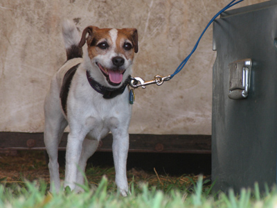 Protecting the stable from horse rustlers.