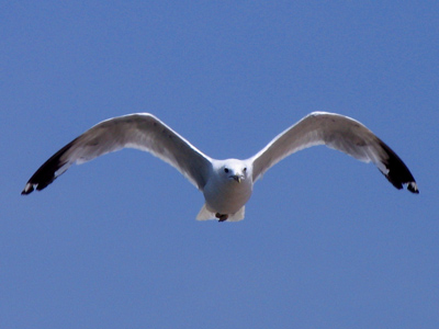 1957 Mercedes-Benz 300SL.