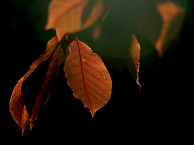 Time to leaf for work.