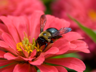 It`s a bee on a flower.  Stop me if you`ve seen this before.